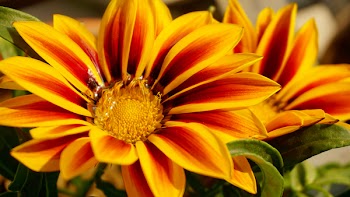 Close-up Photography of Yellow Petaled Flowers