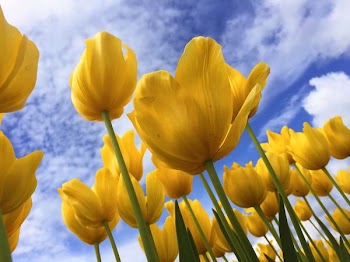 close-up photography of yellow petaled flowers