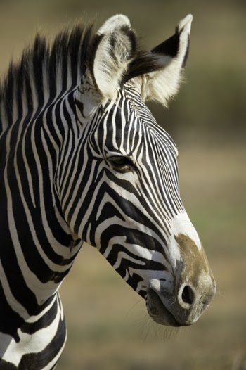 Close-up Photography of Zebra