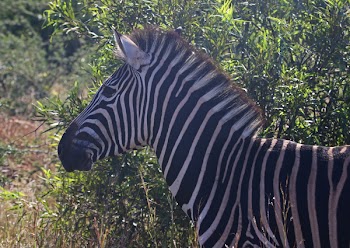 Close-Up Photography of Zebra