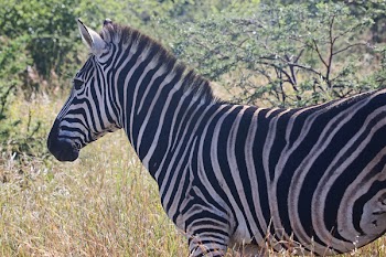 Close-Up Photography of Zebra