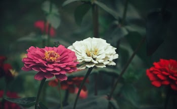 Close-Up Photography of Zinnia Flowers