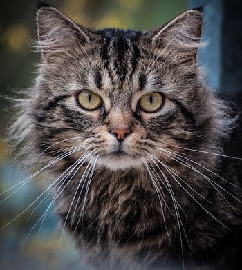 Close Up Photography on Gray Cat