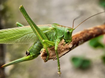Close Up Photogrpahy Green Insect