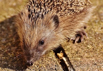 Close Up Picture of Brown Hedgehog