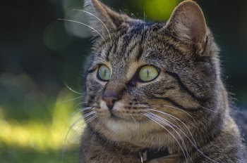 Close-up Portrait of Cat