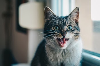 Close-up Portrait of Cat Yawning
