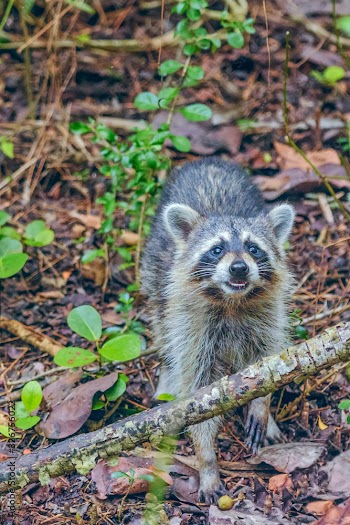 Close up portrait of raccoon in J.N. Ding Darling National Wildlife Refuge.Sanibel island.Florida.USA