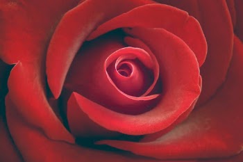 Close-Up Red Rose Flower