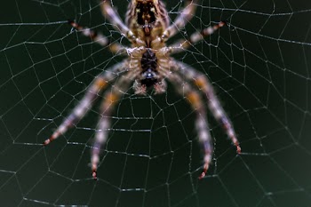 Close-up Selective Focus Photography of Barn Spider on Web
