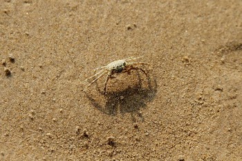 Close-Up Shot of a Crab on the Sand
