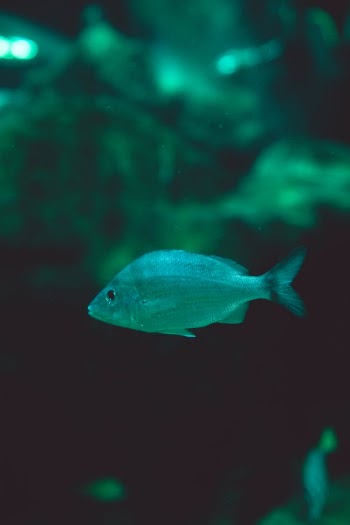 Close-Up Shot of a Green Fish Swimming
