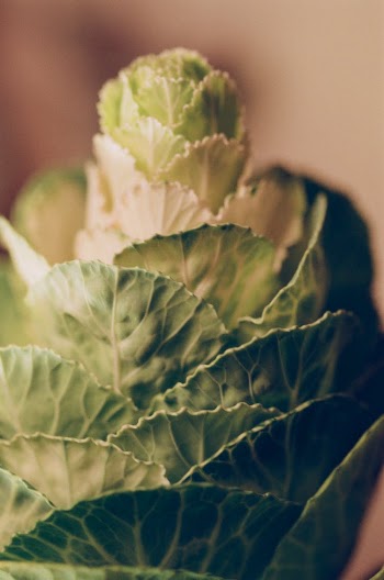 Close-up Shot of a Leafy Vegetable