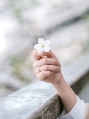 Close-Up Shot of a Person Holding a White Flower · Free Stock Photo