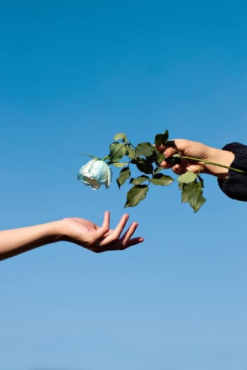 Close-Up Shot of a Person Holding a White Rose · Free Stock Photo