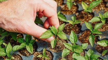 Close-Up Shot of a Person Touching a Growing Sprout