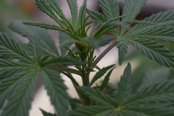 Close-Up Shot of a Plant with Green Leaves