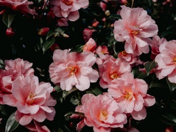 Close Up Shot of a Sasanqua Camellia · Free Stock Photo