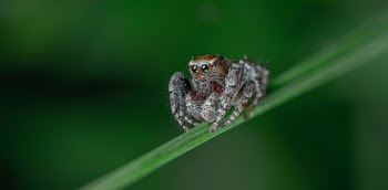Close-up Shot Of A Spider