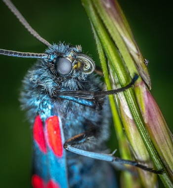 Close-up Shot Of An Insect