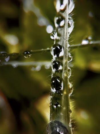 Close-up Shot Of Blade Of Grass