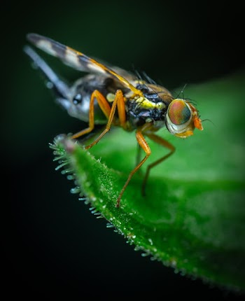 Close-up Shot Of Insect
