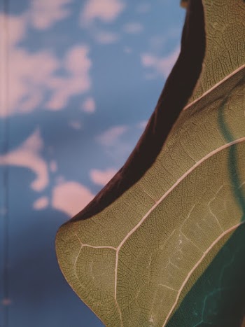 Close-up Shot Of Leaf