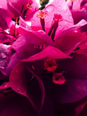 Close-Up Shot of Pink Paperflowers  · Free Stock Photo