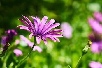 Close-up Shot Of Purple Petaled Flower