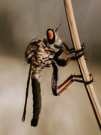 Close-up Shot Of Robber Fly