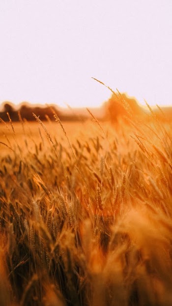 Close-Up Shot of Wheat Field · Free Stock Photo