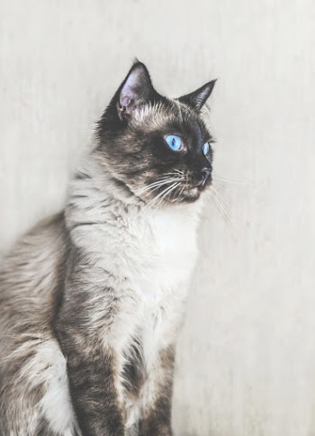 Close-up Side View Photo of Balinese Cat