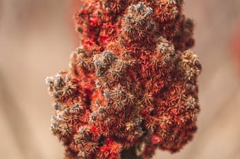 Close Up Sumac Macro