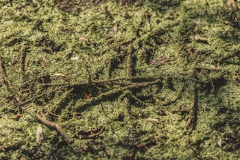 Close Up Swamp Greens