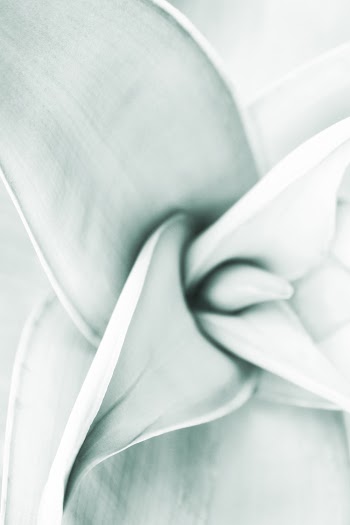 Close-up View Of A Flower