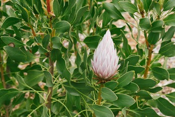 Close-Up View Of A Flower Of A Plant