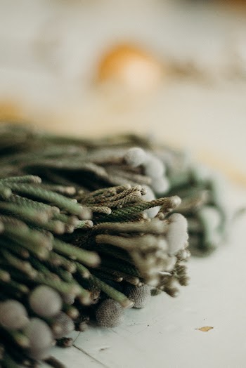 Close-Up View Of An Evergreen Leaves