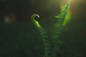 Close-up view of green fern leaves