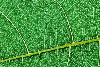 Close up view of green leaf and leaf veins