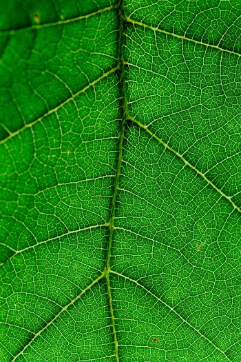 Close up view of green leaf and leaf veins