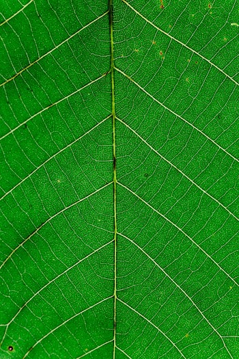Close up view of green leaf and leaf veins