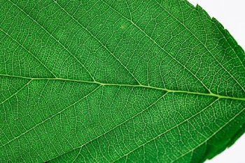 Close up view of green leaf and leaf veins