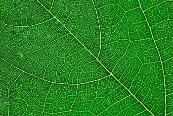 Close up view of green leaf and leaf veins