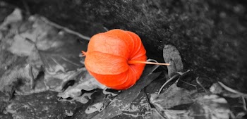 Close-up View of Orange Leaf