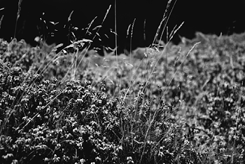 Close-up View of Plants
