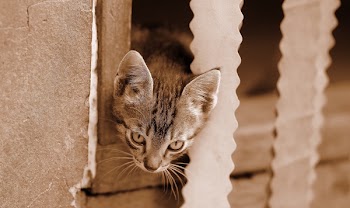 Close Up View of Silver Tabby Cat