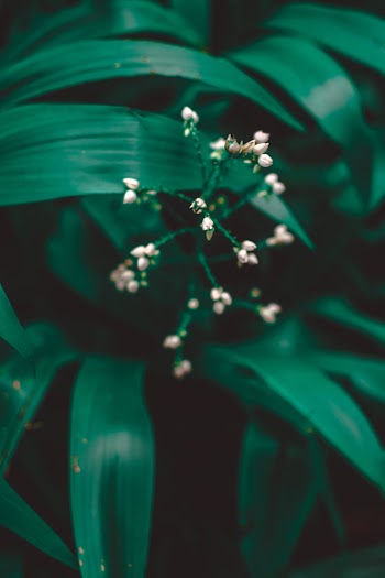 Close-up View of White Encrusted Flower