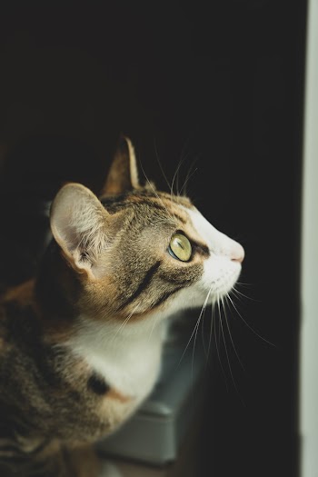 Close View Of A Tabby Kitten