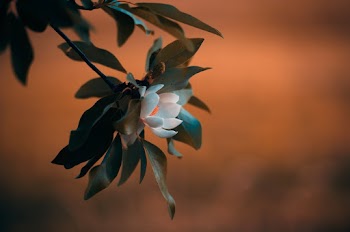 Close View of Flowering Tree