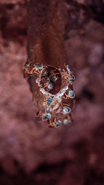 Close View of Flying Insects